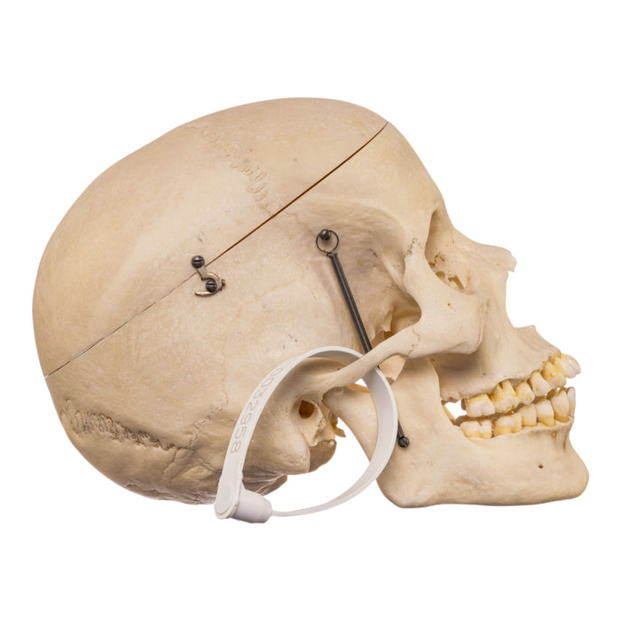 Real Human Skull