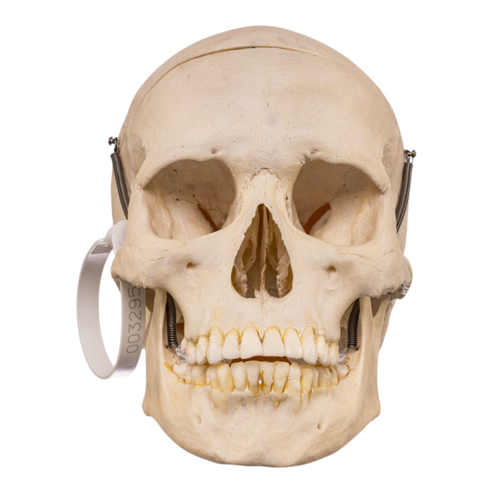 Real Human Skull