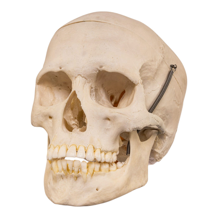 Real Human Skull