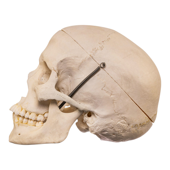 Real Human Skull