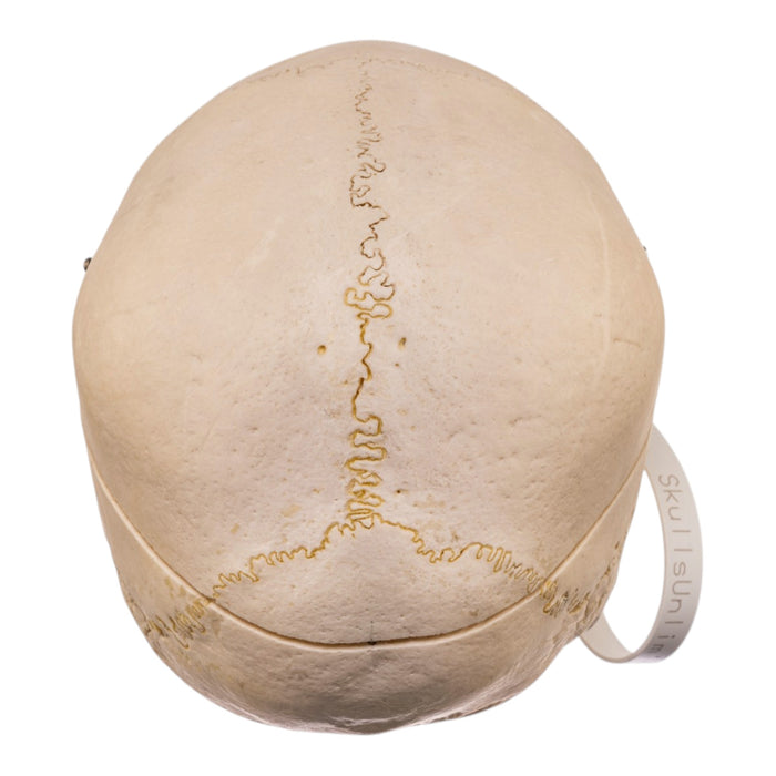Real Human Skull