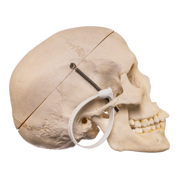 Real Human Skull