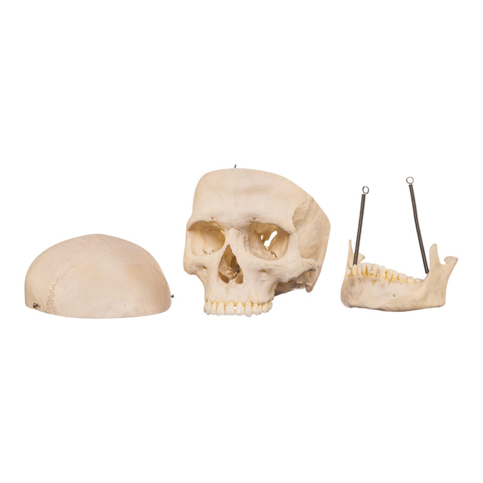 Real Human Skull