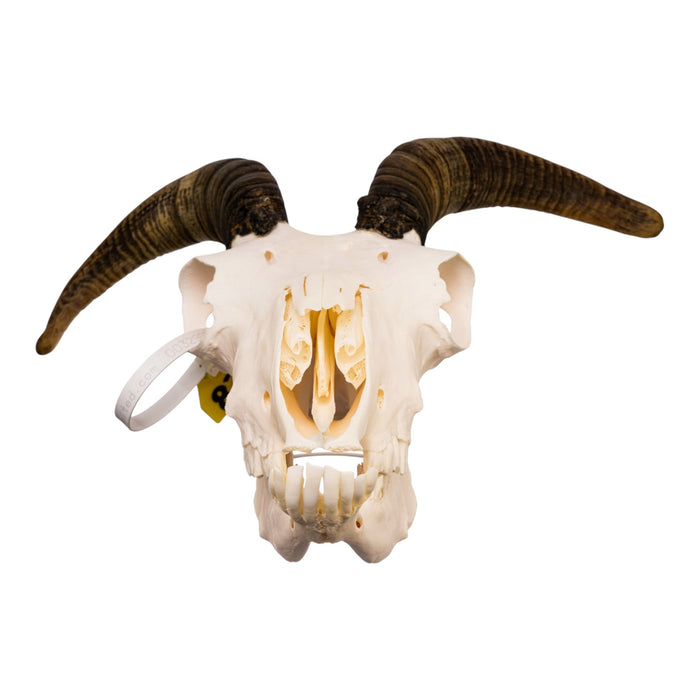Real Bighorn Sheep Skull