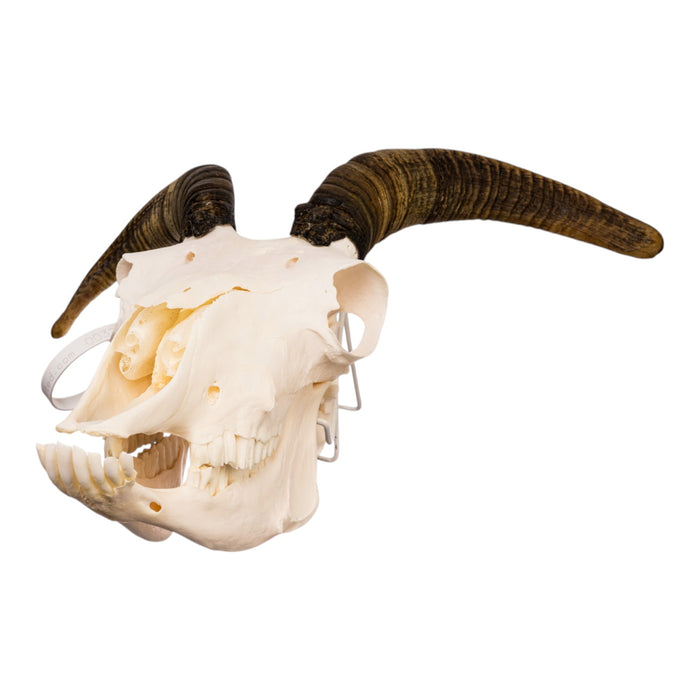 Real Bighorn Sheep Skull