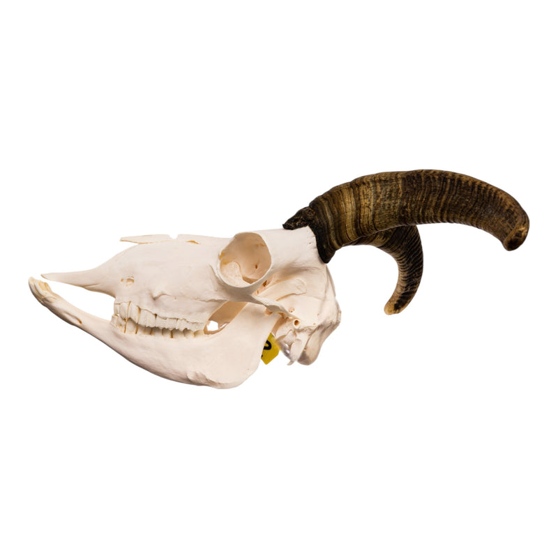 Real Bighorn Sheep Skull