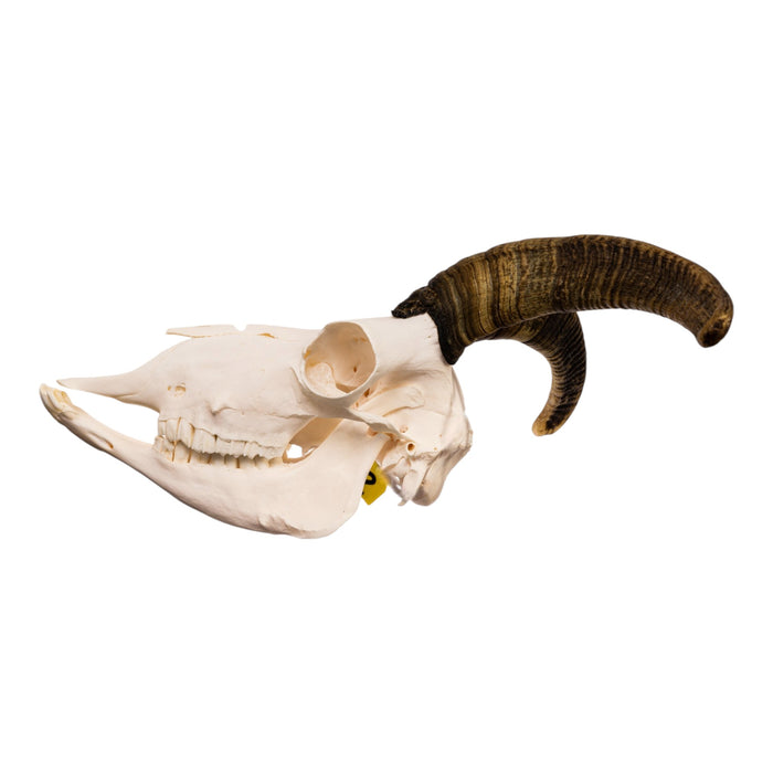 Real Bighorn Sheep Skull