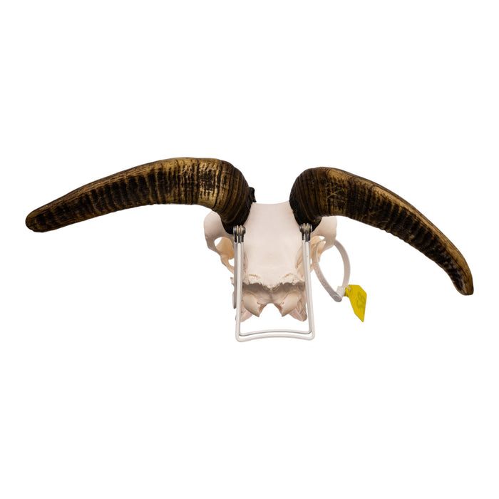Real Bighorn Sheep Skull