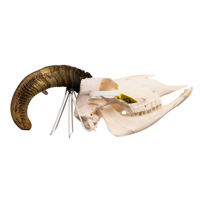 Real Bighorn Sheep Skull