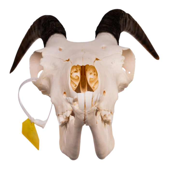 Real Bighorn Sheep Skull