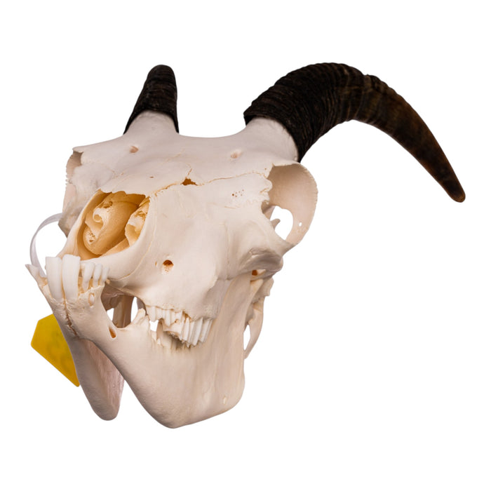 Real Bighorn Sheep Skull