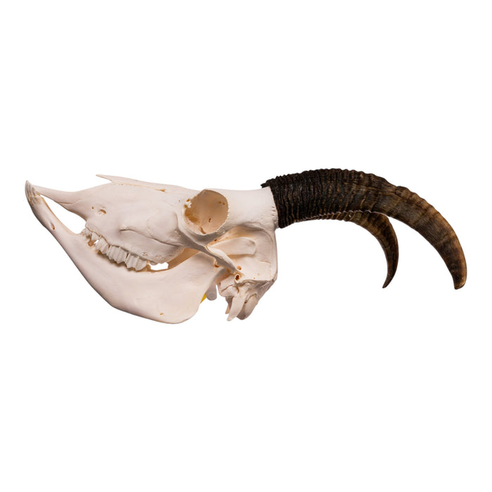 Real Bighorn Sheep Skull