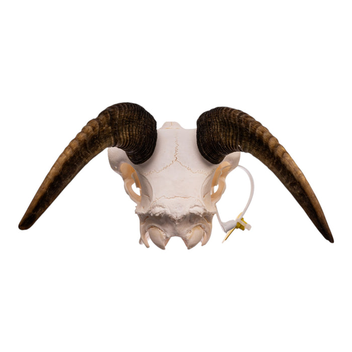 Real Bighorn Sheep Skull