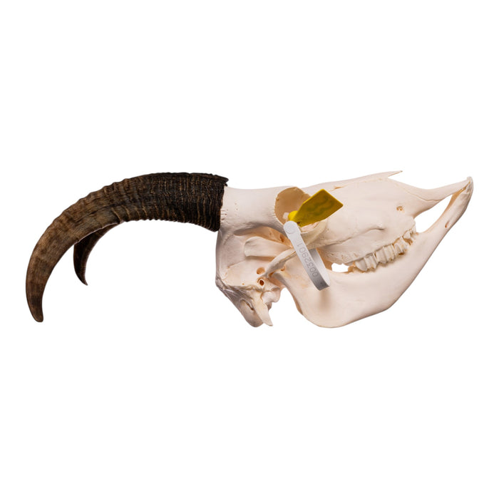 Real Bighorn Sheep Skull