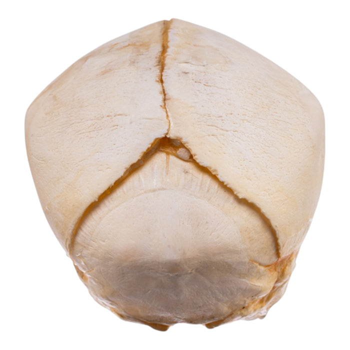 Real Human Fetal Skull