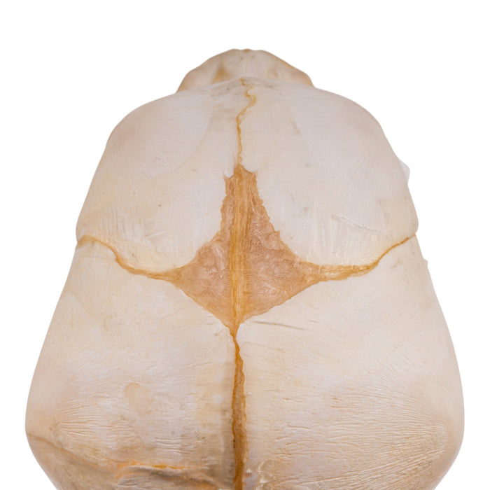 Real Human Fetal Skull