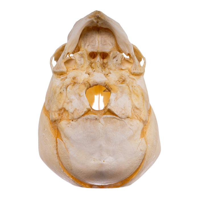Real Human Fetal Skull