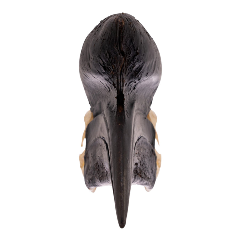 Real Black-casqued Hornbill Skull