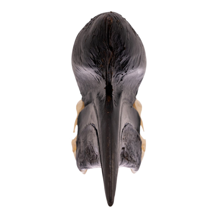 Real Black-casqued Hornbill Skull