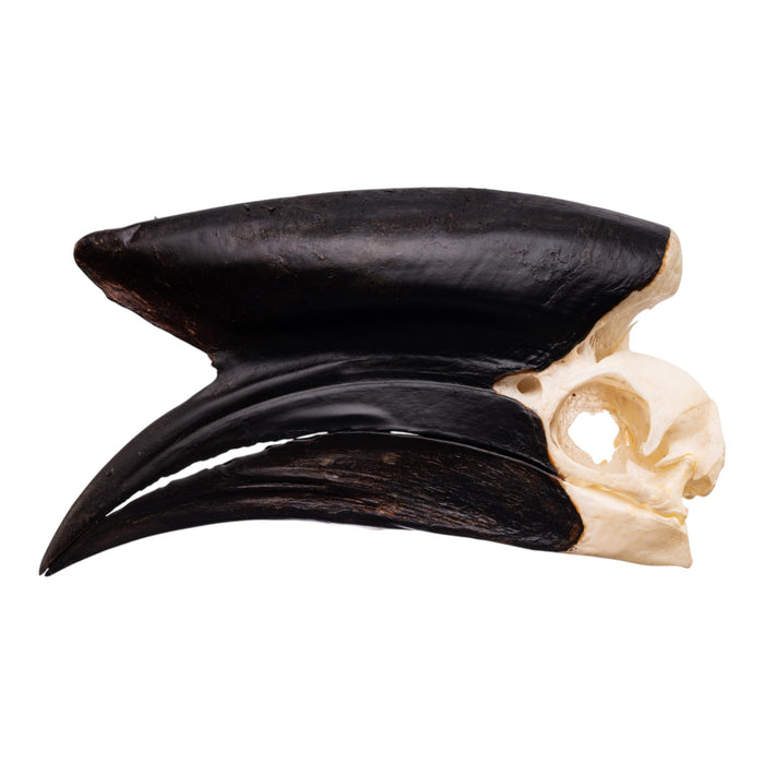 Real Black-casqued Hornbill Skull