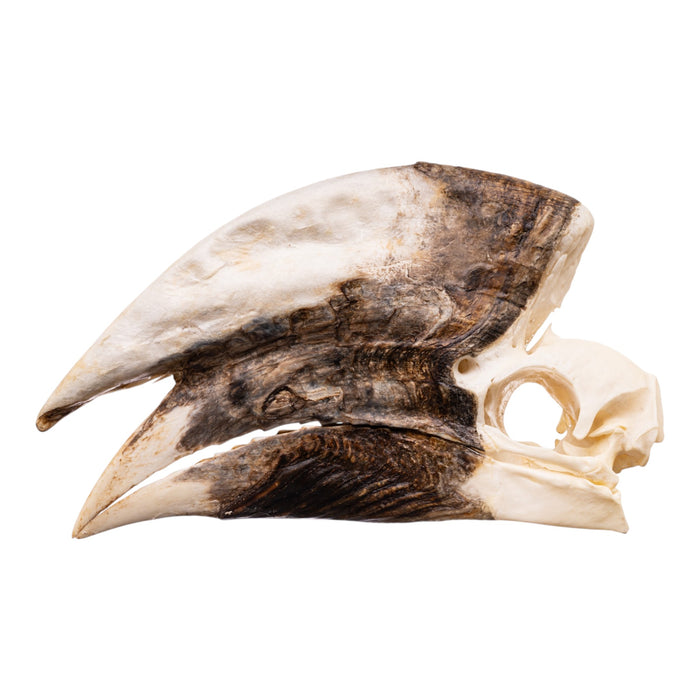 Real White-thighed Hornbill Skull