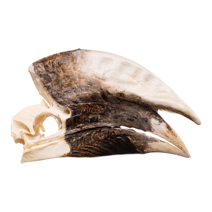 Real White-thighed Hornbill Skull