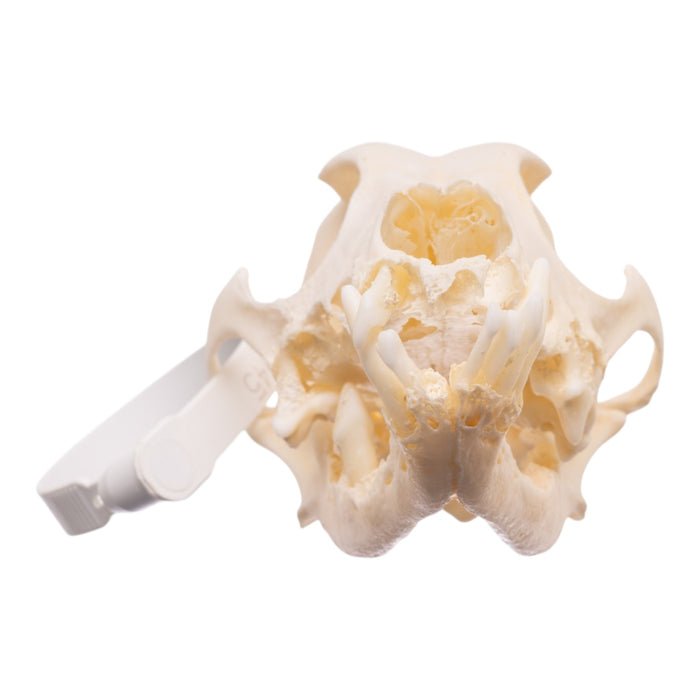 Real Domestic Dog - Dachshund Skull