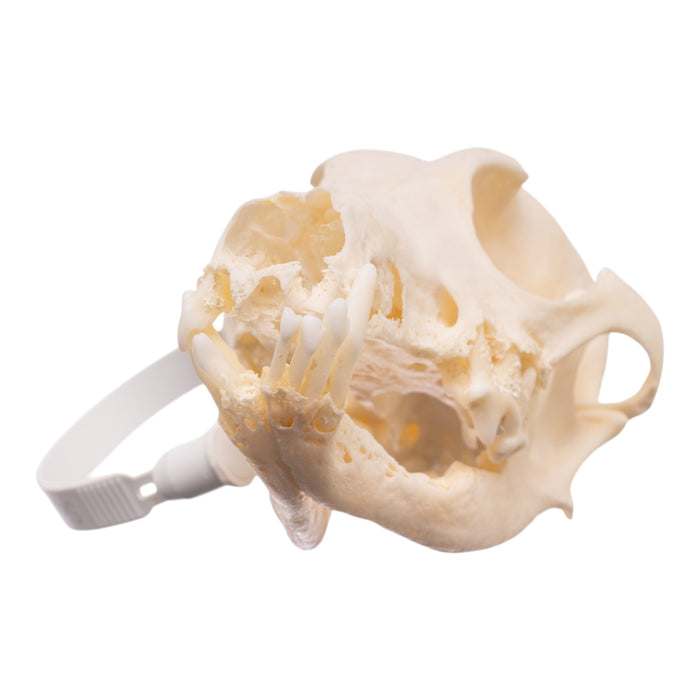 Real Domestic Dog - Dachshund Skull