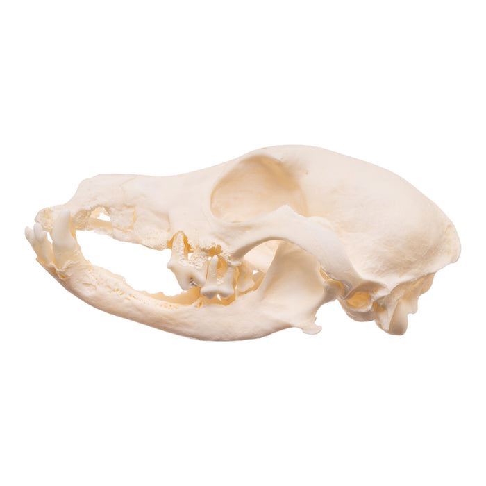 Real Domestic Dog - Dachshund Skull