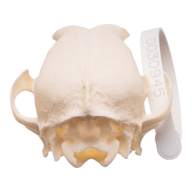 Real Domestic Dog Skull - Dachshund