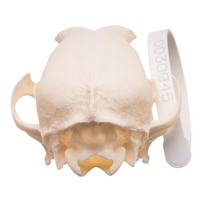 Real Domestic Dog - Dachshund Skull