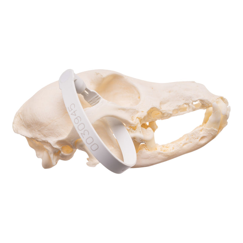 Real Domestic Dog Skull - Dachshund