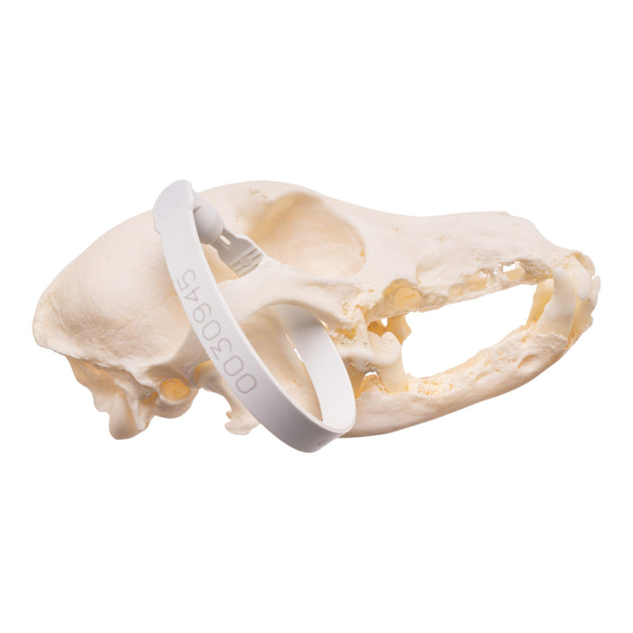 Real Domestic Dog - Dachshund Skull