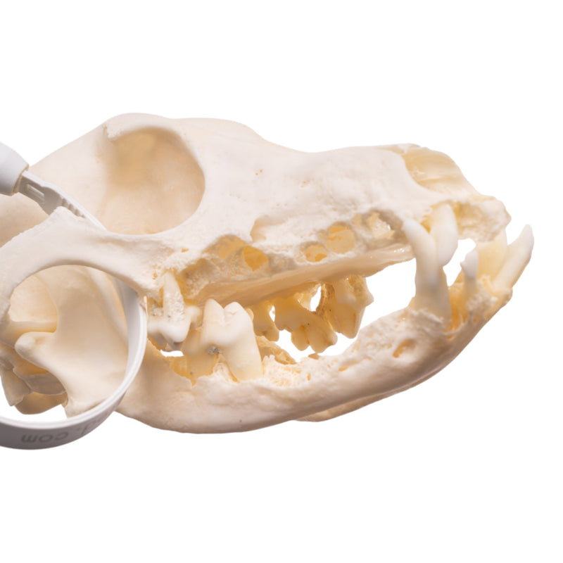Real Domestic Dog Skull - Dachshund