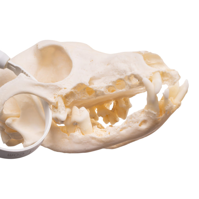 Real Domestic Dog - Dachshund Skull