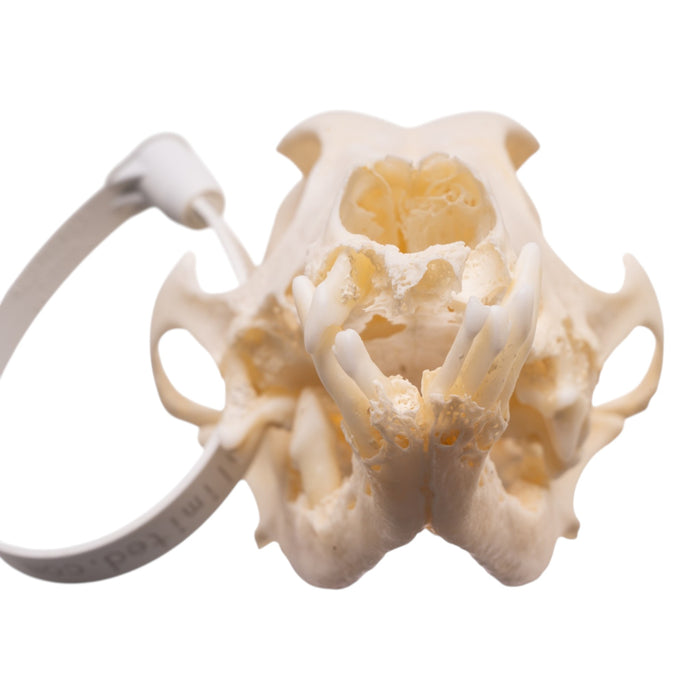 Real Domestic Dog - Dachshund Skull