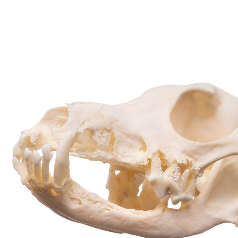 Real Domestic Dog Skull - Dachshund