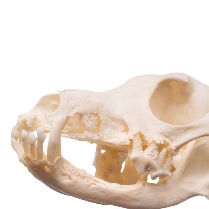 Real Domestic Dog - Dachshund Skull