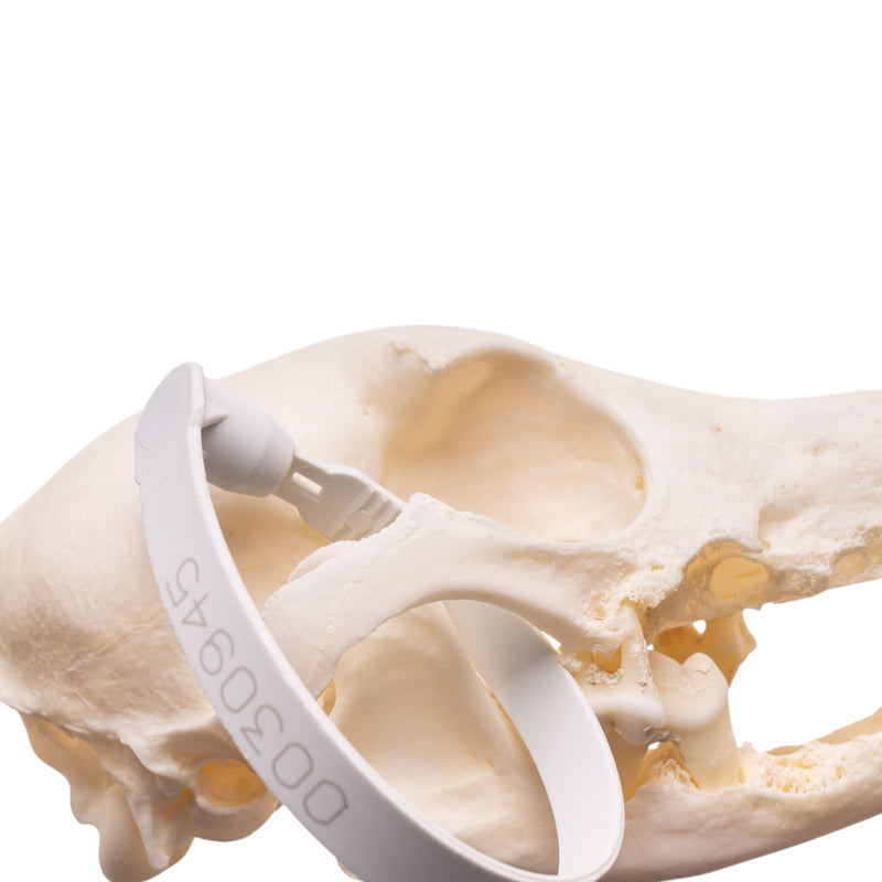 Real Domestic Dog Skull - Dachshund