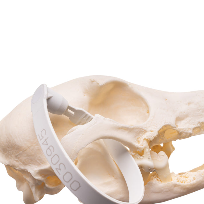 Real Domestic Dog - Dachshund Skull