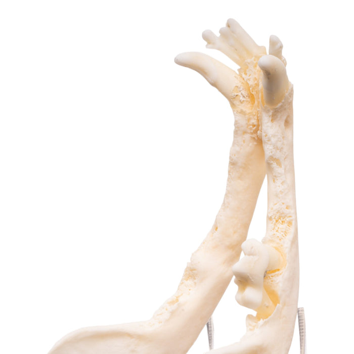 Real Domestic Dog - Dachshund Skull