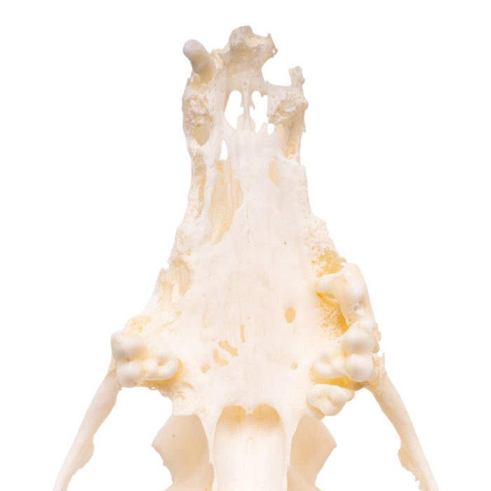 Real Domestic Dog - Dachshund Skull