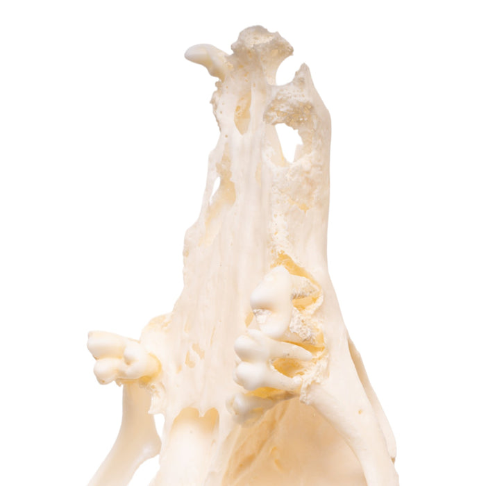 Real Domestic Dog - Dachshund Skull