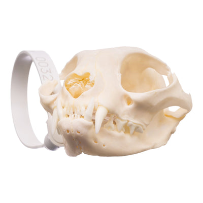 Real Maine Coon Cat Skull