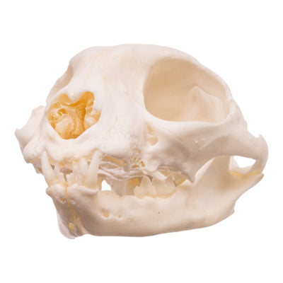 Real Domestic Cat Skull - Pathology
