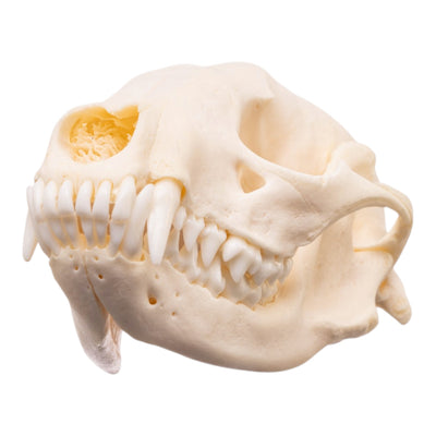 Real Adolescent Raccoon Skull - Pathology