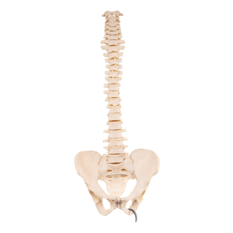 Real Loosely Strung Human Spine and Pelvis