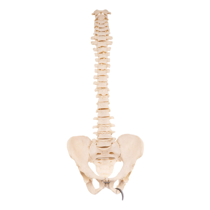 Real Loosely Strung Human Spine and Pelvis