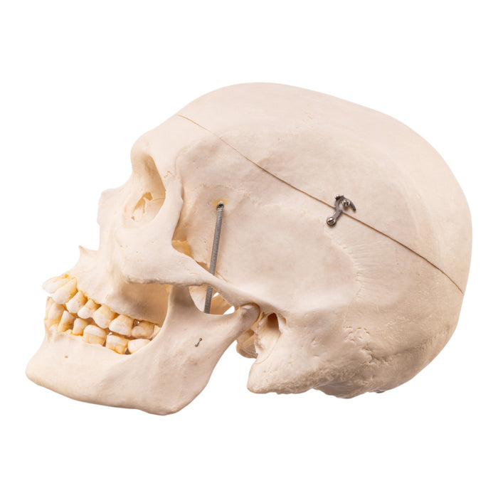 Real Human Skeleton - Disarticulated