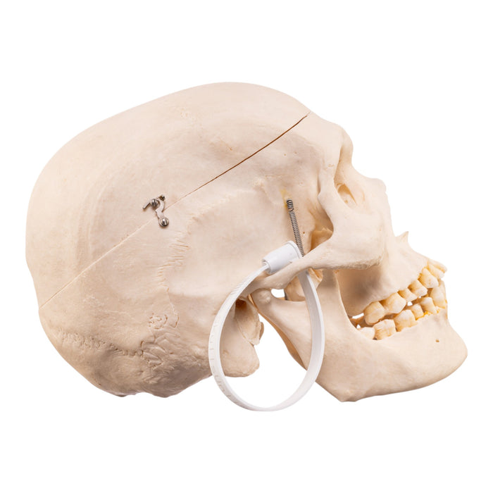 Real Human Skeleton - Disarticulated
